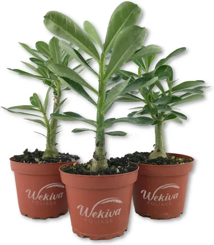 Planta de rosa del desierto – 3 plantas vivas en macetas de 4 pulgadas – Adenium Obesum – Dramática suculenta con poca agua