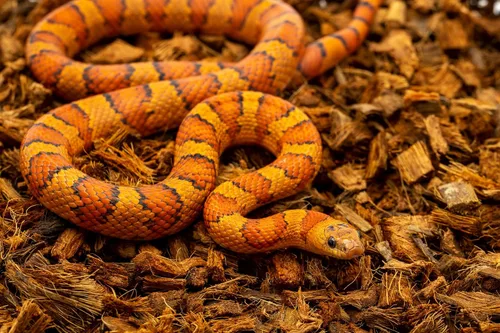 Miniatura 4 de RediChip - Ropa de cama de reptiles, sustrato de chips de coco mediano suelto, 12 cuartos de galón, mantillo de cáscara de coco para hábitat