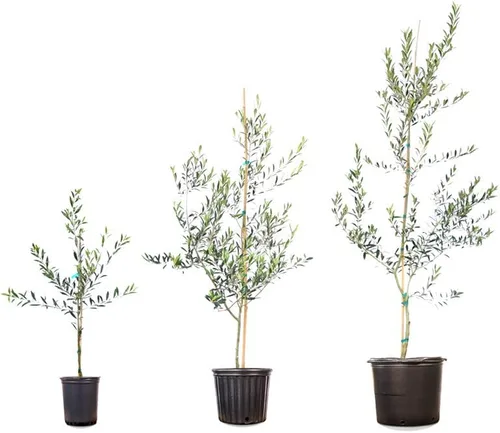 Miniatura 4 de Olivo Arbequina - Planta viva, incluye fertilizante de mezcla especial y guía de plantación