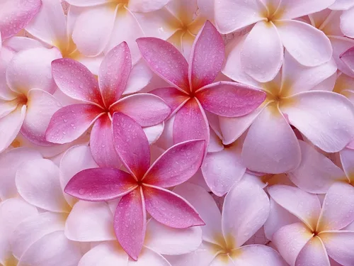 Miniatura 3 de 4 esquejes de plantas de Plumeria hawaiana, colores mezclados, rosa, amarillo, blanco, rojo, aprox. 10 pulgadas de largo cada Kanoa Hawaii