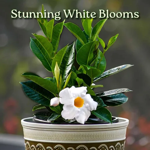 Miniatura 2 de Tropical Plants of Florida - Arbusto blanco de Dipladenia - Altura total de 14 pulgadas - Maceta de 6 pulgadas (1 galón) (solo planta)