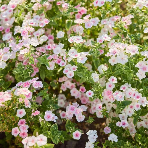 Miniatura 9 de Eden Brothers Semillas anuales Phlox - Beauty Blue