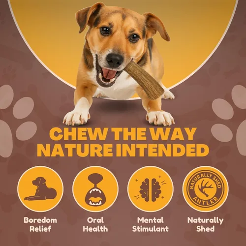 Miniatura 5 de Whitetail Naturals - Paquete de 3 masticables medianos para perros con cuernos de ciervo - Cuernos para perros medianos - Huesos de perro