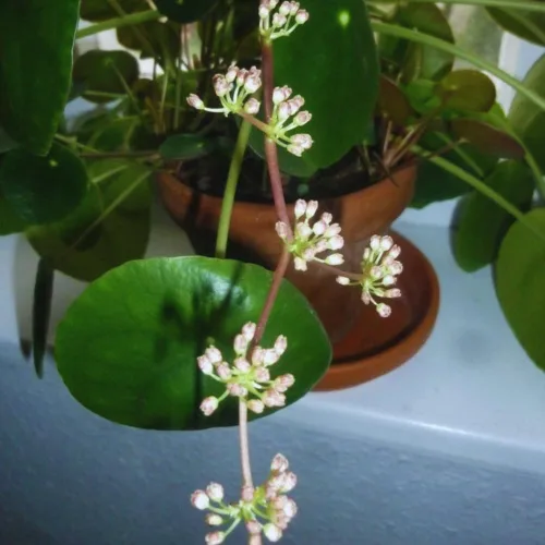 Miniatura 5 de 2 plantas de dinero vivas, de 5 a 6 pulgadas de largo, Pilea Peperomioides Planta viva para jardín, plantas vivas de dinero