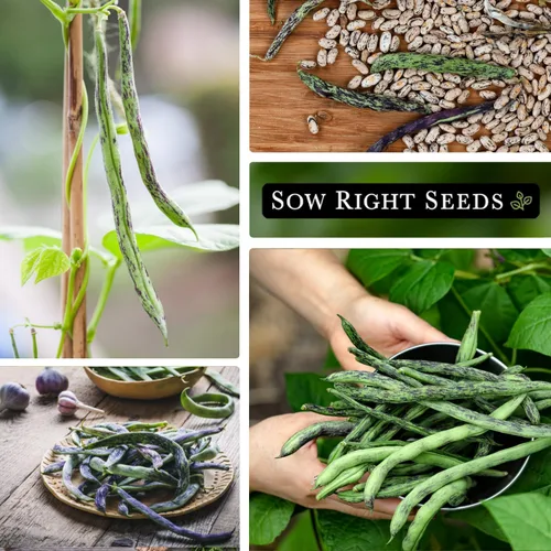 Miniatura 4 de Sow Right Seeds - Semillas de frijol de serpiente de cascabel para plantar - Paquete de reliquia sin OMG con instrucciones para plantar un huerto