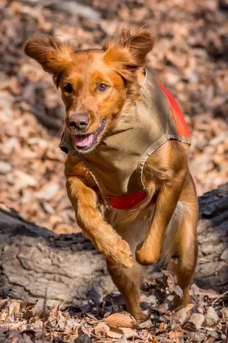 Miniatura 7 de CUGA Chaleco Serious Protection for The Active Dog (MED, Naranja/Coyote)