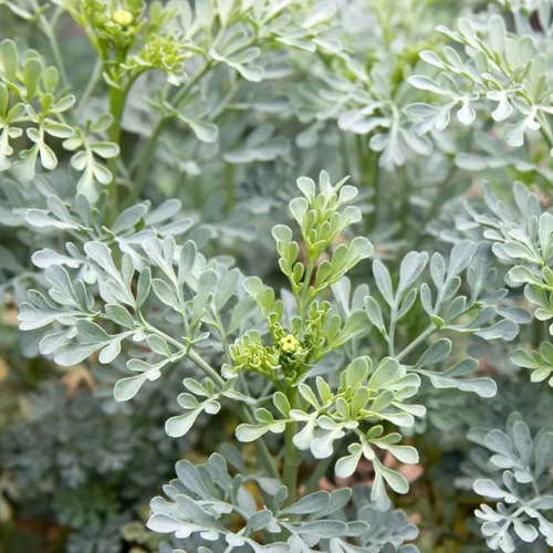 Miniatura 2 de Rue 50 Seeds (Ruta Graveolens) Herb of Grace - Sin OMG - Polinizado abierto - Fabricado en Estados Unidos