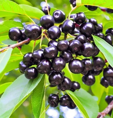 Prunus virginiana (Black Chokecherry, Black Choke Cherry) Semillas de árbol, Atractivo follaje otoñal, semillas de MySeeds.Co, elige la cantidad (1