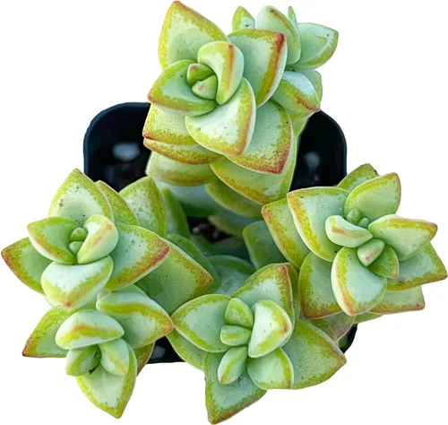 Miniatura 17 de Sprout N Green Cotyledon Orbiculata cv. Hoja Larga Variegada, planta suculenta viva rara completamente enraizada en maceta de 5 cm con tierra