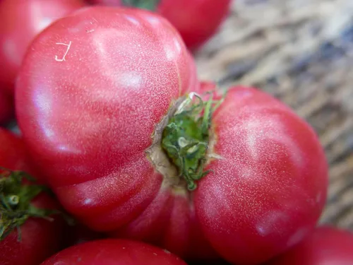 Miniatura 4 de Semillas de tomate rosa Bogema para plantar aproximadamente 30 semillas para plantar sin OMG