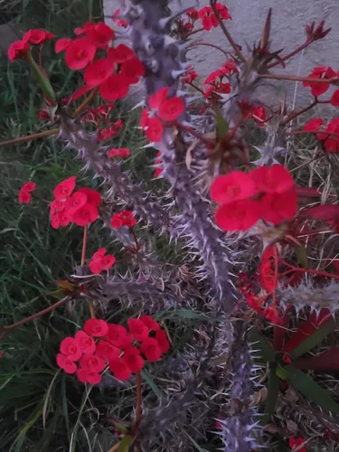 Miniatura 2 de 1 Euphorbia milii, Corte de la Corona de Espinas, Flor Grande