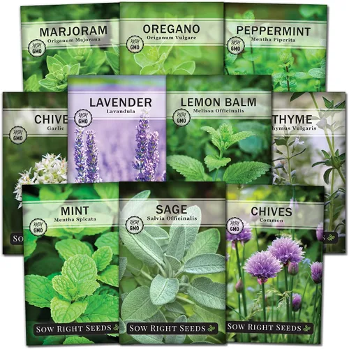 Sow Right Seeds - Colección de semillas de jardín de hierbas perennes - menta, lavanda, salvia, cebollino común, bálsamo de limón, cebollino de ajo,