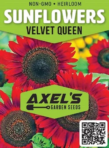 Miniatura 2 de Velvet Queen - Semillas de girasol para plantar, reliquia, sin OMG, 50 semillas de girasol por paquete de plantación, semillas de jardín frescas