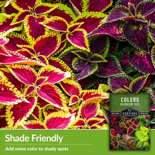 Miniatura 4 de Rainbow Mix Coleus Semillas para plantar, jardín de sombra anual, 1 paquete Indoor & Outdoor Plant with Colorful Foliage for Containers