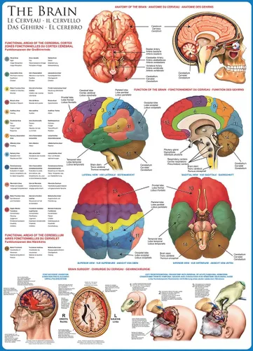 Miniatura 2 de EuroGraphics Rompecabezas de 1000 piezas de cuerpo humano (El cerebro)