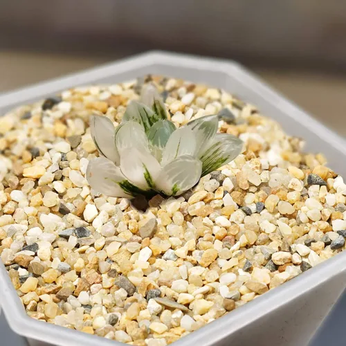 Miniatura 2 de Piedra de arena gruesa: arena de sílice para plantas, cubierta de suelo de arena para suculentas y cactus bonsái, rocas naturales, arena decorativa