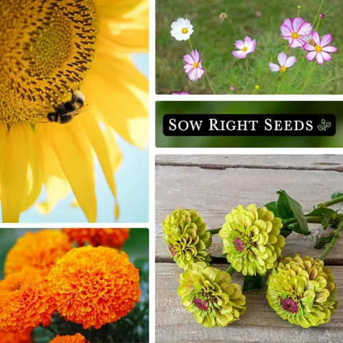 Miniatura 3 de Sow Right Seeds - Colección anual de jardín de semillas de flores para plantar - 5 paquetes que incluyen caléndula, zinnia, áster de China, girasol