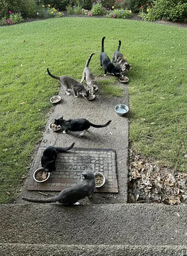 Miniatura 5 de 12 cuencos gruesos de acero inoxidable para gatos, 5.5 pulgadas de ancho poco profundo, de metal, para gatitos, aptos para bigotes, repuesto