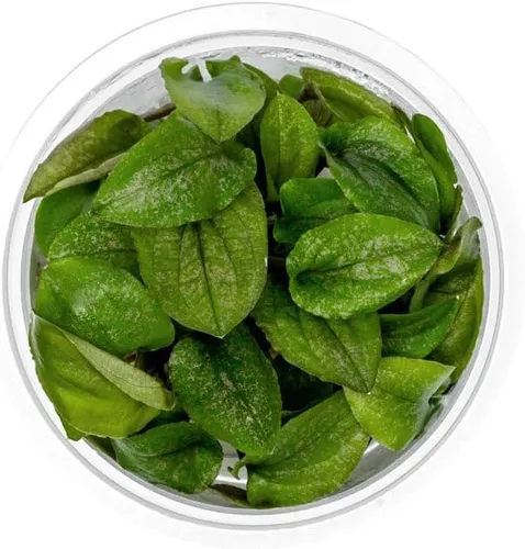 Miniatura 33 de Planta viva SubstrateSource - Hierba enana Eleocharis Belem cultivada en tejidos acuáticos para acuario - 100% libre de caracoles en copa in vitro