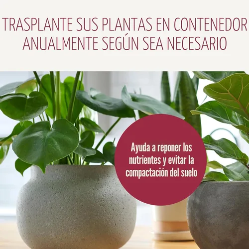 Miniatura 12 de Miracle-Gro Mezcla para Macetas de Plantas de Interior: Suelo Fertilizado con Perlita para Jardinería de Interiores, Diseñado para ser Menos
