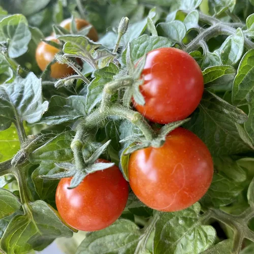 Miniatura 7 de Seed Needs Tiny Tim Semillas de tomate para plantar tomates cherry enanos, semillas de verduras sin OMG y sin tratar para plantar un huerto al aire