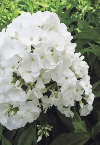 Miniatura 5 de Volcán Phlox - Phlox Volcano Rosa con Ojo Blanco (Garden Phlox) Flores perennes, rosas y blancas, 1 - Contenedor