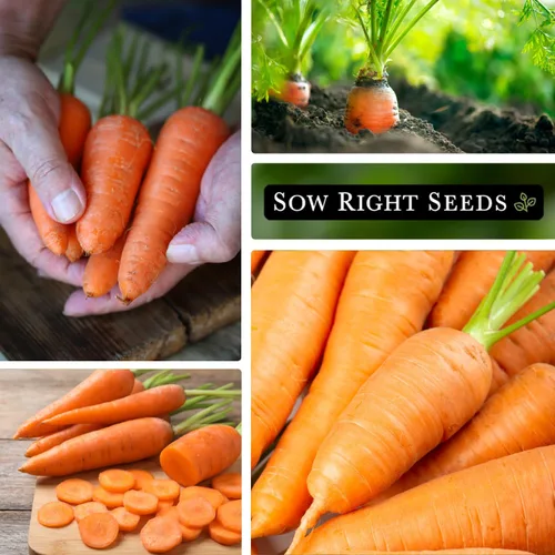 Miniatura 4 de Sow Right Seeds - Semillas de zanahoria Kuroda para plantar - Paquete de reliquia sin OMG con instrucciones para plantar un huerto casero - Ideal