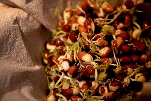 Miniatura 4 de Semillas de mezcla de proteínas de Peyton's para germinar microverdes, 8 onzas, marca "COOL BEANS n SPROUTS", un superalimento lleno