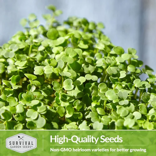 Miniatura 6 de 2 paquetes de microgreens de rúcula para brotar y cultivar – Semilla para brotar microvegetales de hoja verde en interiores – Cultiva tu propio mini