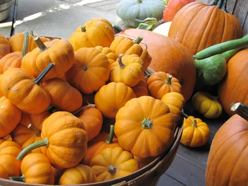Miniatura 3 de TomorrowSeeds - Semillas de calabaza Jack-Be-Little y Wee-B-Little Mix - Paquete de 30 unidades - para 2024 Orange Mini Mix sin tratar Azúcar