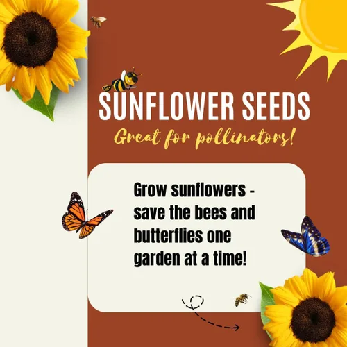 Miniatura 3 de Semillas de girasol de mamut para plantar, para plantar alrededor de 500 girasoles gigantes, paquete a granel de semillas de girasol, semillas