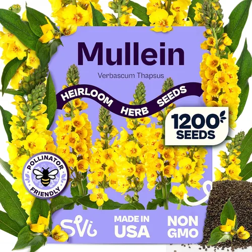 Miniatura 23 de SVI 2000 semillas de albahaca genovesa (Ocimum basilicum) - Paquetes de semillas de albahaca dulce - Semillas aromáticas de hierbas culinarias