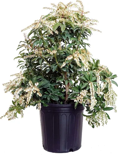 Miniatura 7 de Pieris jap. 'Compacta' (Andrómeda japonesa compacta) Evergreen, #3 - Contenedor