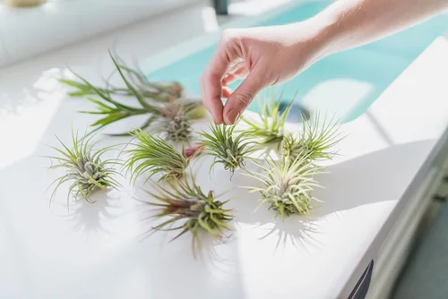 Miniatura 6 de Plantas de aire Xerographica Seedling de 2 a 4 pulgadas de ancho – Tillandsia suculentas plantas de interior – disponibles al por mayor y a granel