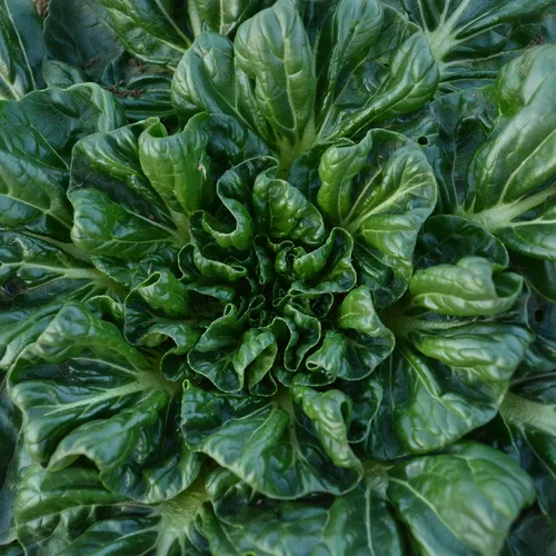 Miniatura 2 de Tatsoi Mostaza – 500 semillas – Variedad de reliquia y polinizada abierta, semillas de vegetales sin OMG para plantar, cultiva tus propias verduras