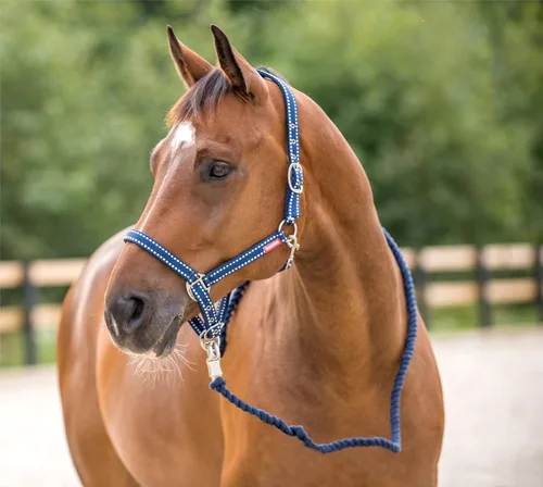 Miniatura 7 de Horze Cooper Halter con cuerda de plomo - Negro - Cob