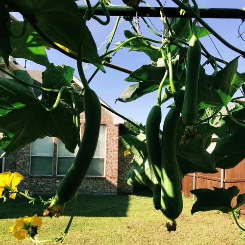 Miniatura 7 de NANOPRETTY Estacas de jardín de 6 pies para soporte de plantas al aire libre, varillas de metal de 0.78 pulgadas de diámetro, postes de metal