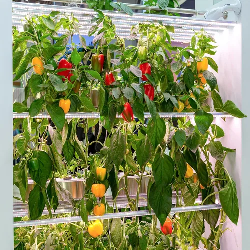 Miniatura 8 de Más de 600 semillas de pimiento, semillas de vegetales autóctonas para plantar interior y exterior, kit de jardín con 10 variedades de semillas