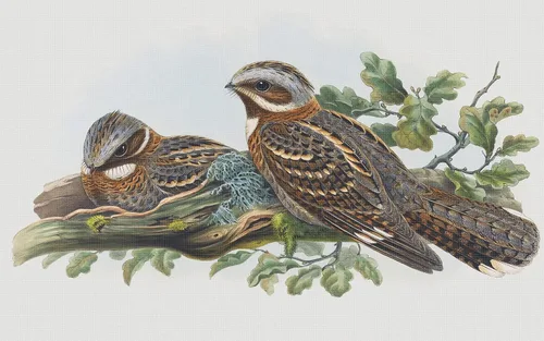 Miniatura 8 de Canguros australianos John Gould Counted Patrón de punto de cruz