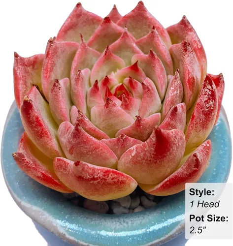 Miniatura 3 de Echeveria cv Momotarou - Plantas suculentas vivas raras, 1 maceta de tamaño de 2.5 pulgadas, planta viva rosa, excluye maceta y tierra, escritorio