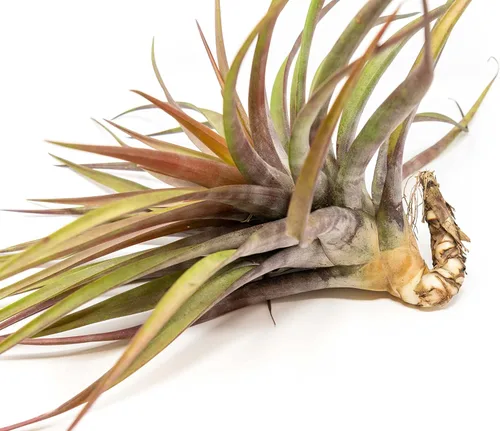 Miniatura 2 de Air Plant Shop Tillandsia Novakii - Paquete de 5 plantas suculentas vivas para el hogar y el jardín, plantas de interior y exterior de fácil cuidado