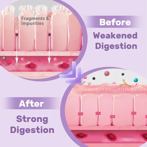 Miniatura 4 de Extracto liposomal de raíz de regaliz DGL – Regaliz deglicirricinado con L-glutamina, malvavisco, clavo y olmo resbaladizo – digestivo