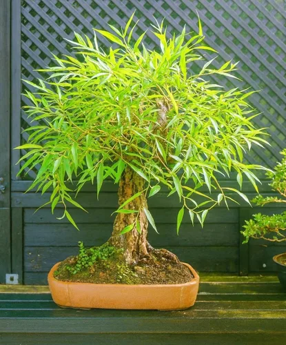 Árbol de sauce bonsái – Corte de tronco grande y grueso – Toldo naturalmente redondo y simétrico – Planta de árbol bonsái vivo para interiores y