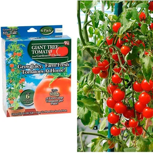 Miniatura 2 de Gardeners' Choice - Árbol de tomate gigante