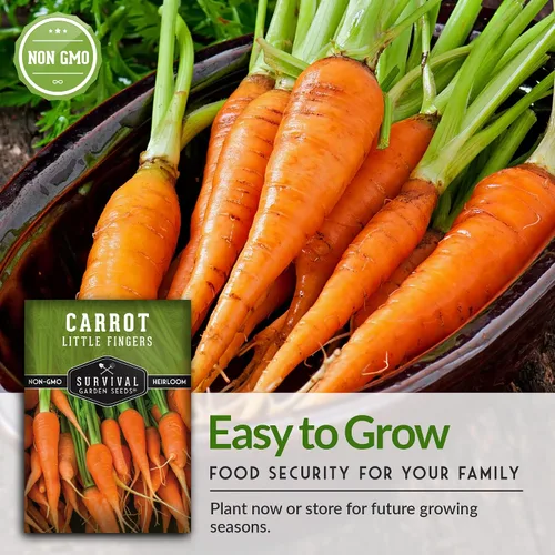 Miniatura 7 de Semillas de zanahoria Little Finger para plantar – Variedad de reliquia bebé con raíces cortas y dulces para contenedores y jardines pequeños – Mini