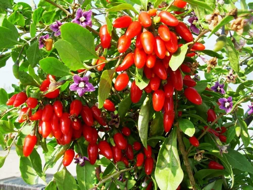 Miniatura 2 de TomorrowSeeds - Semillas de árbol de bayas de Goji - Más de 200 unidades - para plantar Lycium Chinense Superfood Wolfberry Asian Wellness Floración