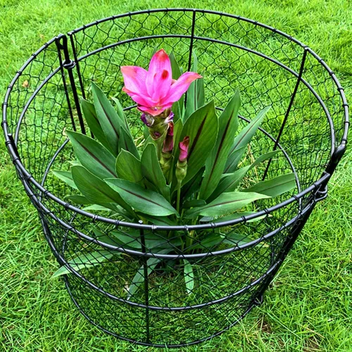Paquete de 10 Cloches de alambre de pollo resistentes para plantas, protectores de plantas de alambre de pollo de 14 x 16 pulgadas, jaulas de jardín