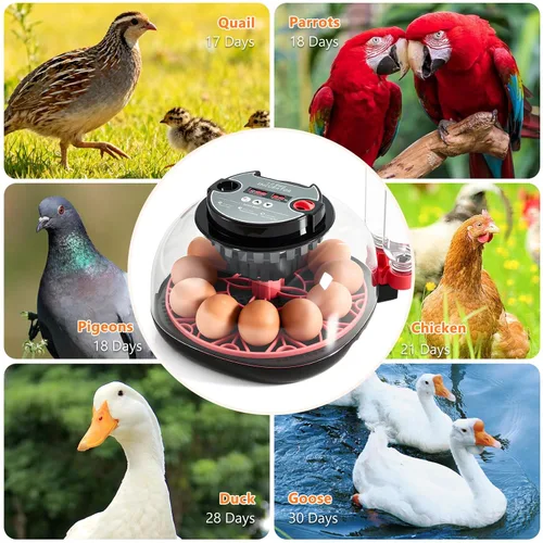 Miniatura 4 de Incubadoras para incubar huevos - Capacidad de 12 huevos, incubadora de huevos con giro automático de huevos y control de temperatura, incubadora