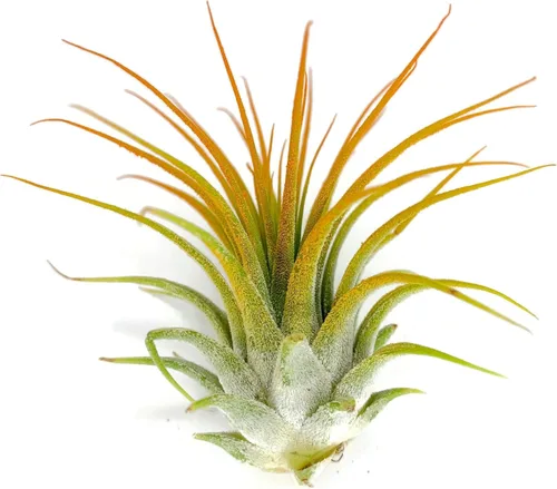 Miniatura 4 de Planta de aire Tillandsia Ionantha de Guatemala, planta de aire viva Tillandsia de Guatemala, llegada saludable garantizada, excelente planta de Azul