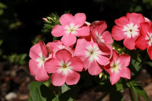 Miniatura 9 de 100 Phlox de Oveja Mezcla Pastel Phlox Drummondii Semillas de Flores Multicolor